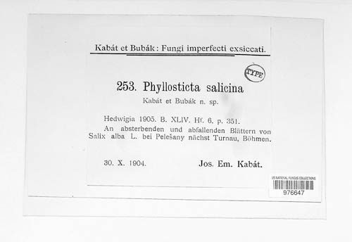 Phyllosticta salicina image